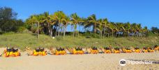 Cable Beach Camels - Camel Rides-布鲁姆