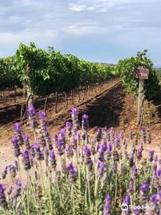 Vinedos La Redonda-埃塞基耶尔－蒙特斯