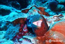 Lembongan Discovery Dive购物图片