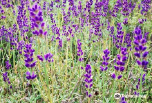 Rue Claire Lavender Farm景点图片