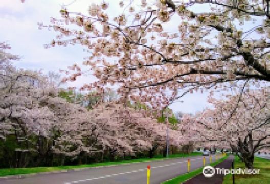 戸田記念墓地公園景点图片