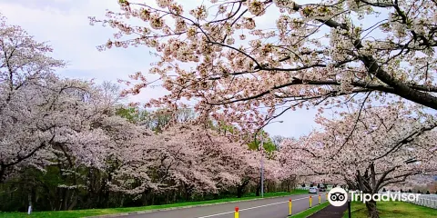 Toda Memorial Park Cemetery