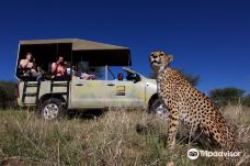 Cheetah Conservation Fund-卡尔克费尔德