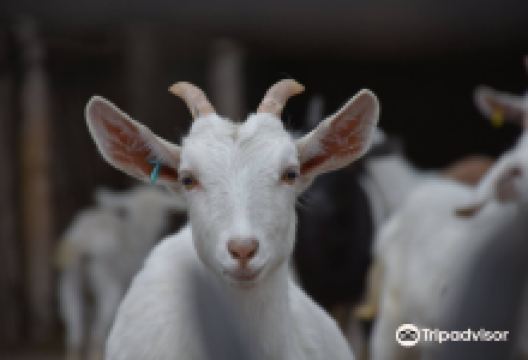 La Colorada Quesos de Cabra景点图片