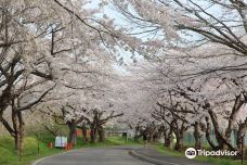 Ono River Cherry Blossom Avenue-函馆