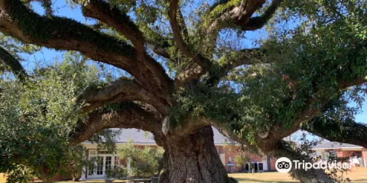 Imperial Calcasieu Museum