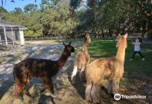 Funny Farm Alpacas景点图片