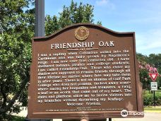 Friendship Oak-长滩