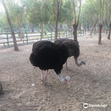 Bandarabbas Birdgarden-阿巴斯港