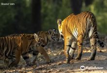 Tiger Safari India景点图片