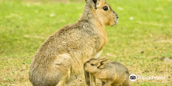 Shepreth Wildlife Park
