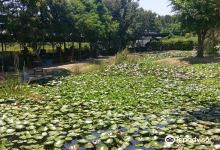 桃园活力健康农场景点图片