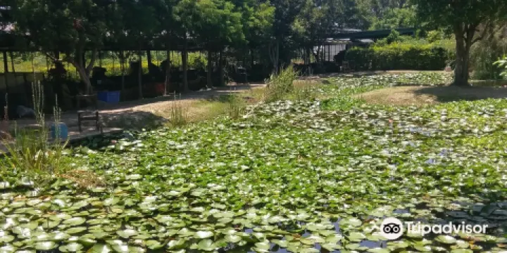 桃園新屋活力健康農場