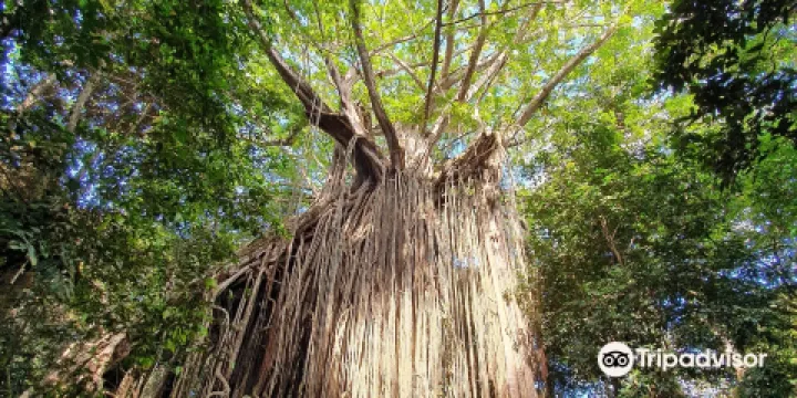 Curtain Fig National Park