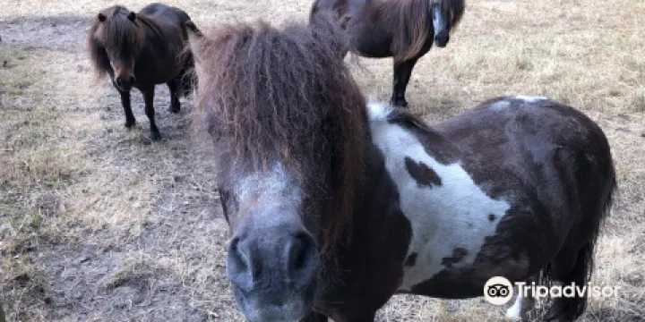 De Paardenkamp - Boerderij Vosseveld