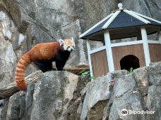 国家动物园-华盛顿