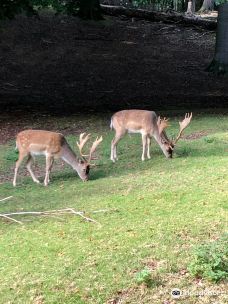 Dyrehaven Vejle-瓦埃勒