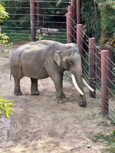 国家动物园-华盛顿