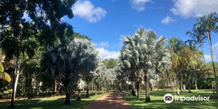 Townsville Palmetum