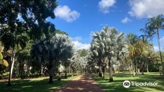 Townsville Palmetum