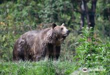 Libearty Bear Sanctuary Zarnesti景点图片
