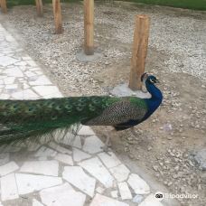 Bandarabbas Birdgarden-阿巴斯港