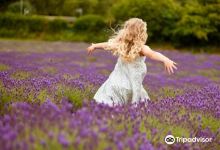 Jersey Lavender Ltd景点图片