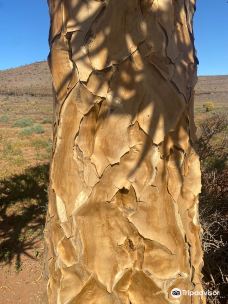 Quiver Tree Forest-Namakwa
