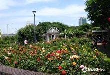 Seoul Rose Park景点图片