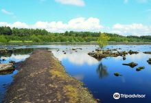Delamere Forest景点图片