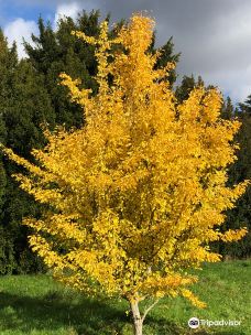 Arboretum de Versailles-Chevreloup-伊夫林