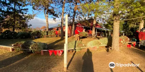 St. Croix Valley Trees