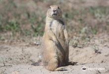 Roberts Prairie Dog Town景点图片