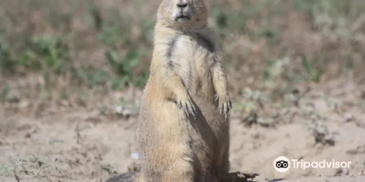 Roberts Prairie Dog Town