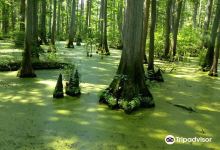 Heron Pond – Little Black Slough Nature Preserve景点图片