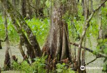 Barataria Preserve景点图片