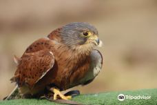 Dullstroom Bird of Prey & Rehabilitation Centre-贝尔法斯特