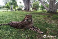 Otjitotongwe Cheetah Park景点图片