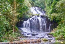 Gavi Forest景点图片