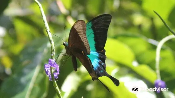 Butterfly Conservatory Of Goa