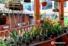 Orquidário MV景点图片