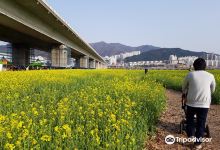 麦岛生态公园景点图片