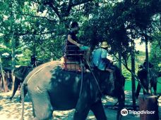Damnoen Saduak Elephant Village-Khunphithak