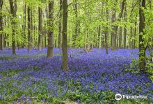 National Trust - Ashridge Estate景点图片