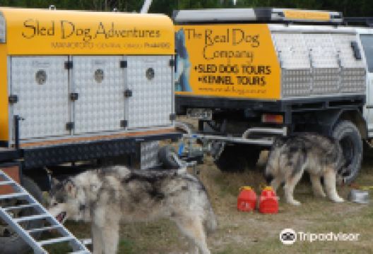 Real Dog Adventures NZ购物图片