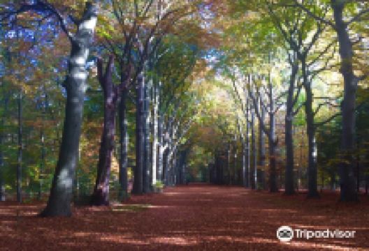 Natuurmonument Corversbos景点图片