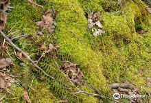 Clifty Creek Conservation Area景点图片
