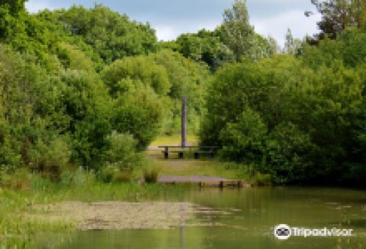 Meeth Quarry Nature Reserve景点图片
