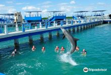 Delfinario en Cayo Santa Maria景点图片