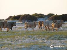 Cedar Island National Wildlife Refuge-拉合尔